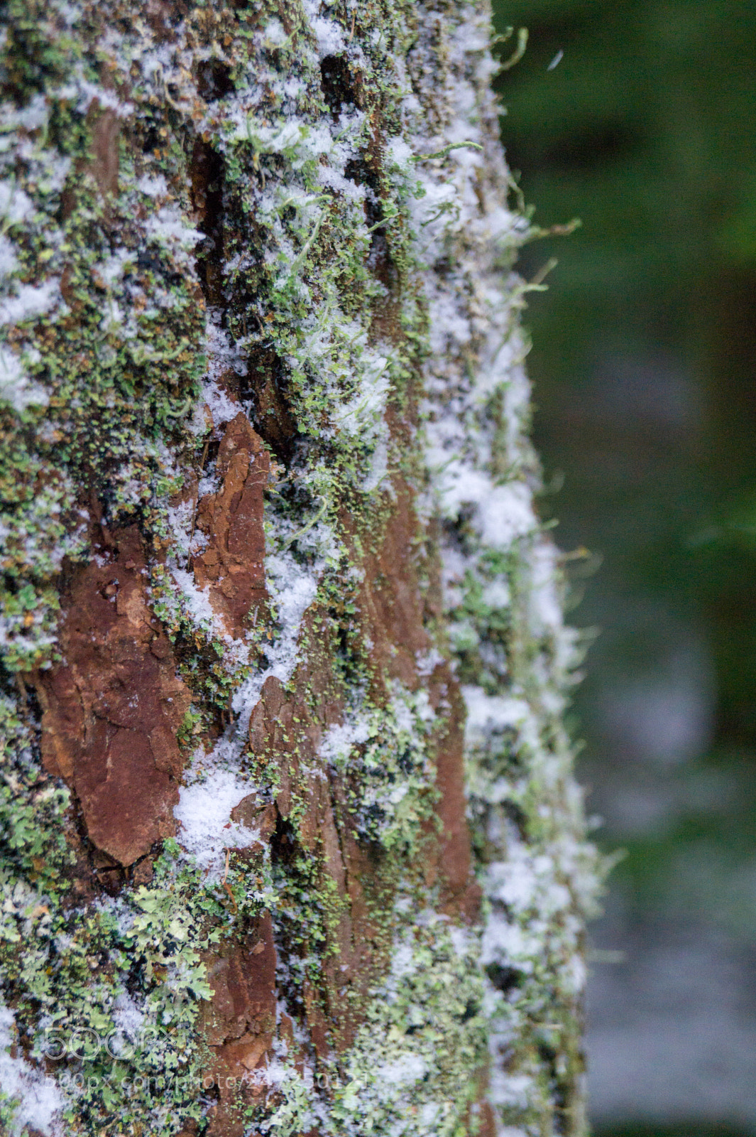Sony SLT-A58 sample photo. Winter bark photography