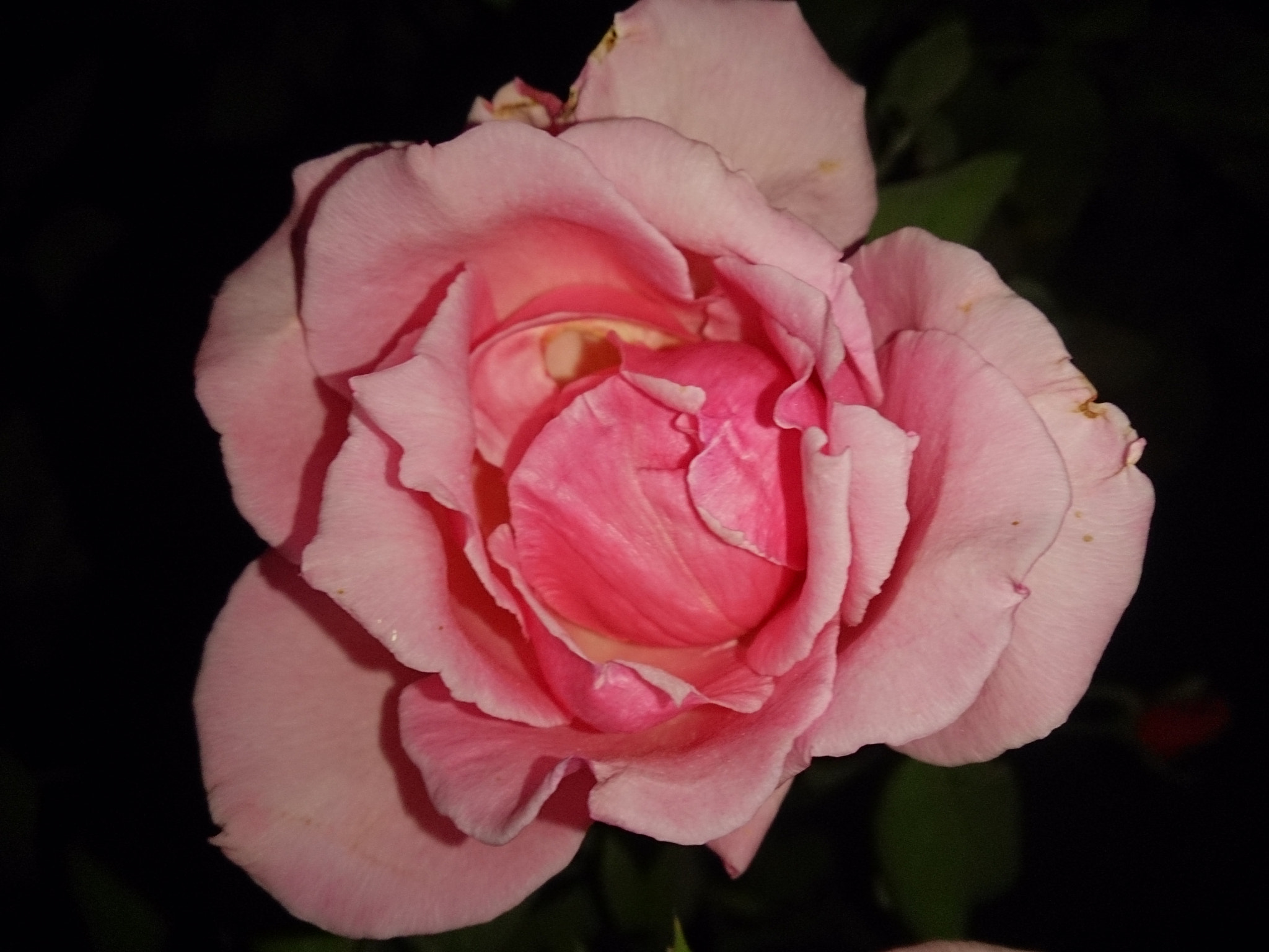 Sony Xperia ZR sample photo