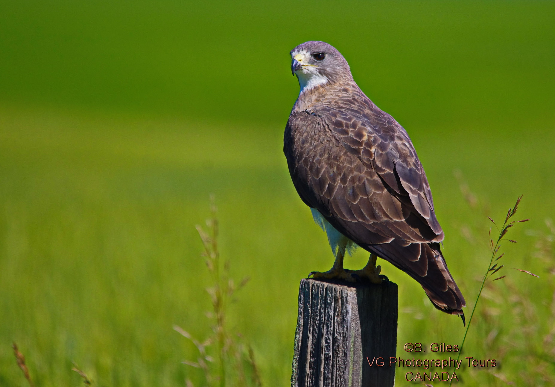 Sigma 150-500mm F5-6.3 DG OS HSM sample photo. Warm summer day photography