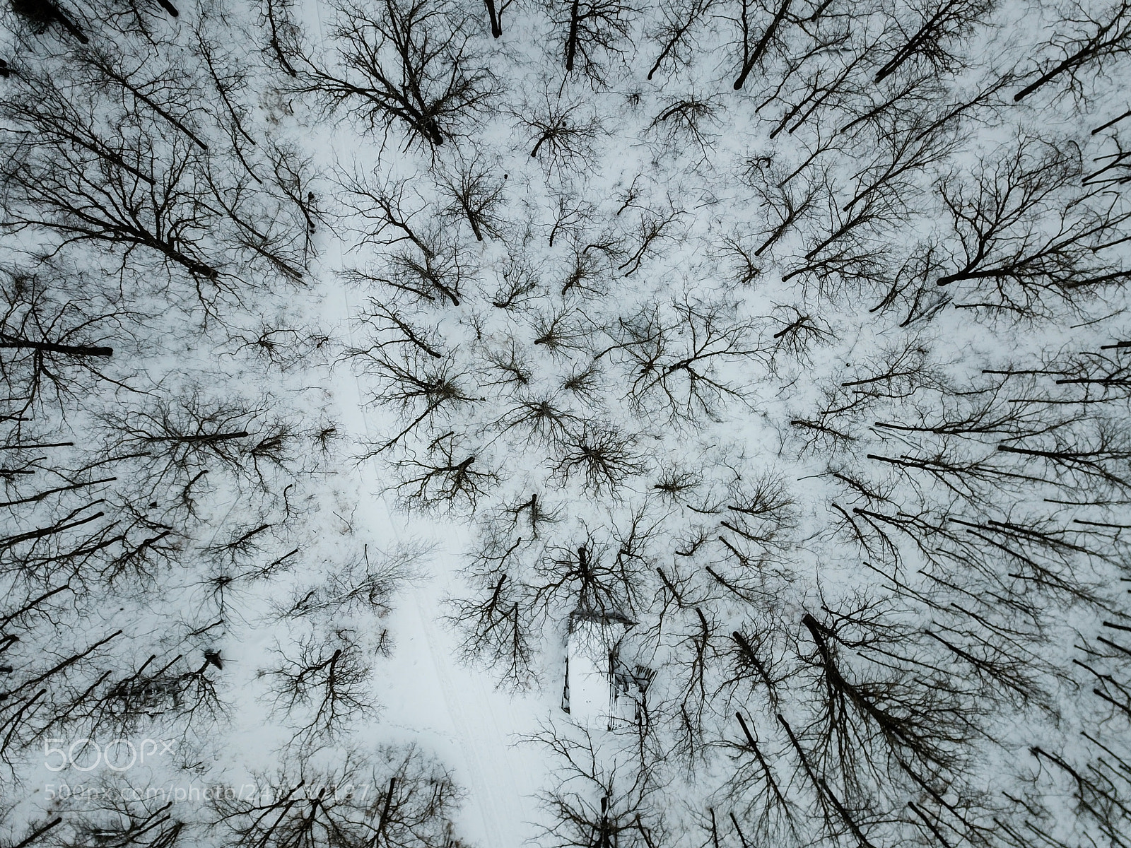 DJI FC220 sample photo. Winter forest photography