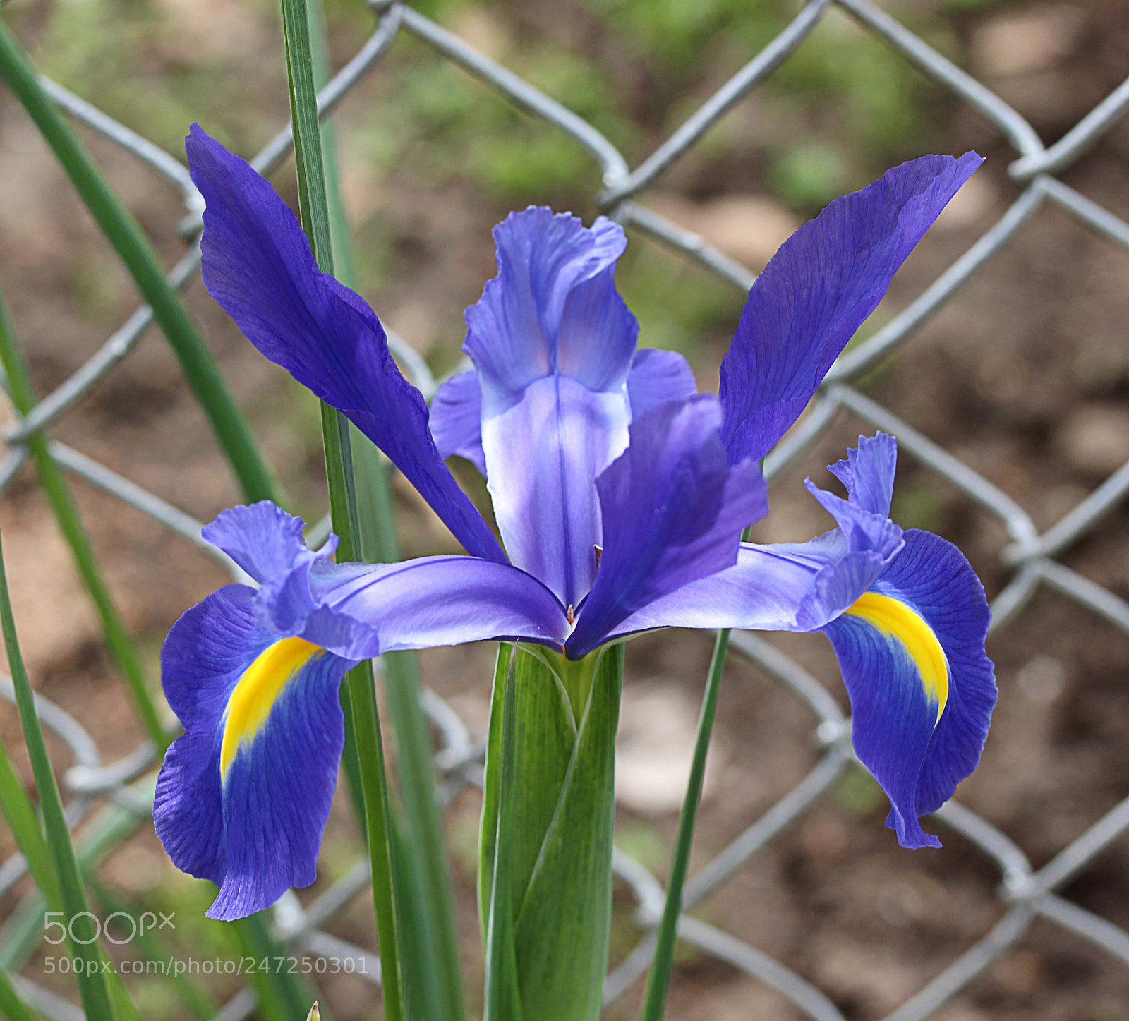 Canon EOS 650D (EOS Rebel T4i / EOS Kiss X6i) sample photo. Iris blue 1 photography