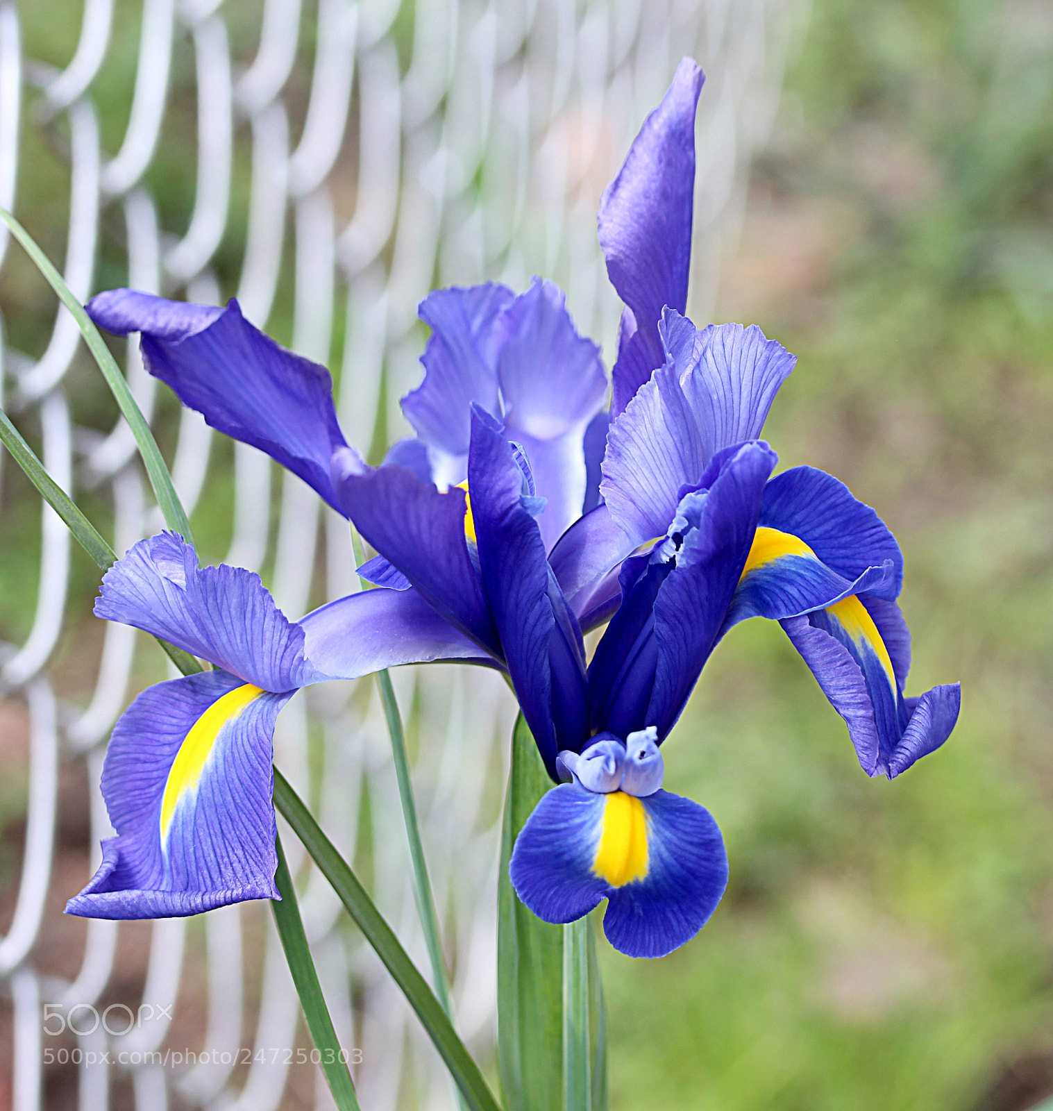 Canon EOS 650D (EOS Rebel T4i / EOS Kiss X6i) sample photo. Iris blue 2 photography