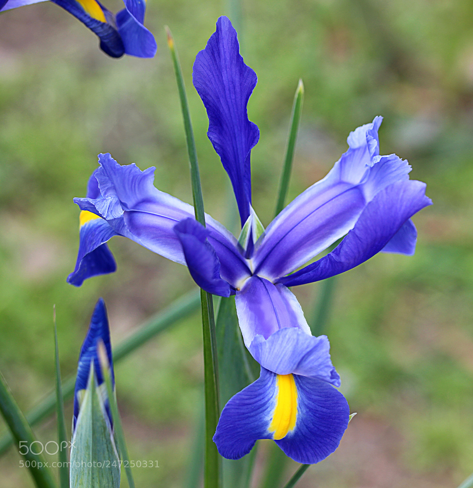 Canon EOS 650D (EOS Rebel T4i / EOS Kiss X6i) sample photo. Iris blue 3 photography