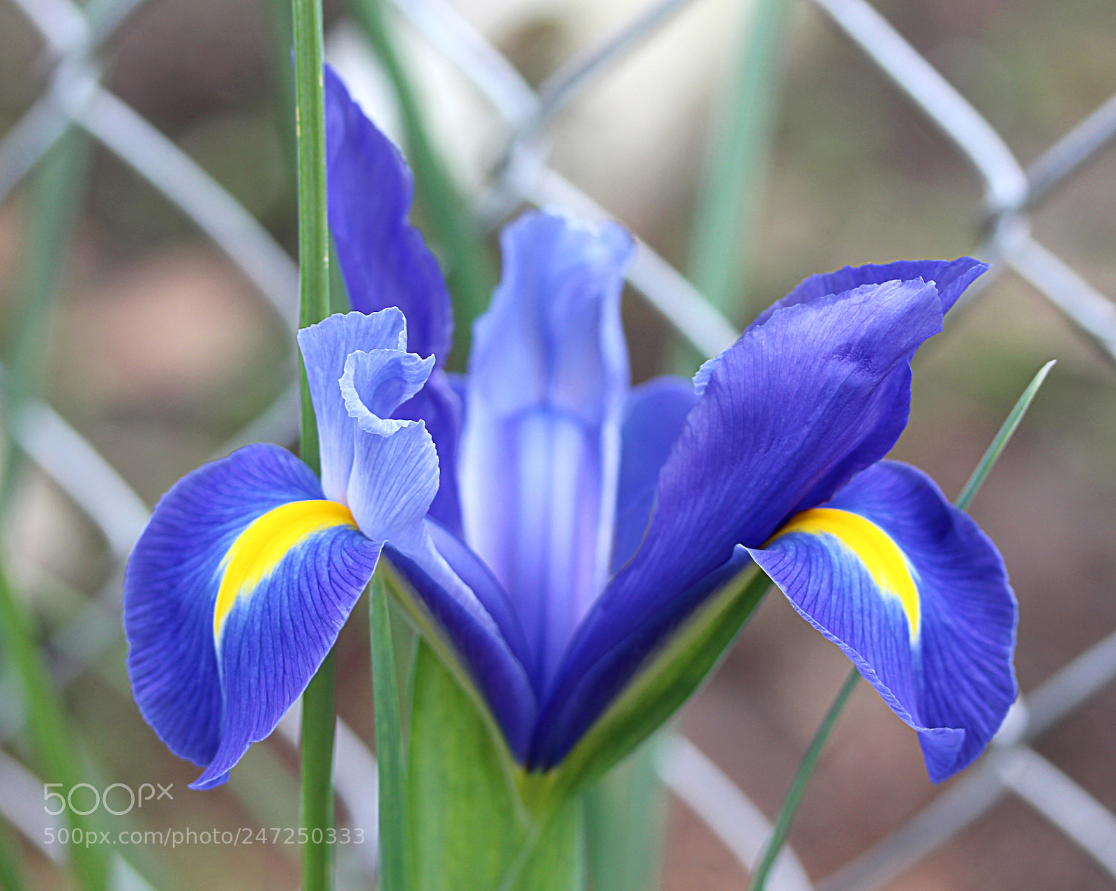 Canon EOS 650D (EOS Rebel T4i / EOS Kiss X6i) sample photo. Iris blue 4 photography