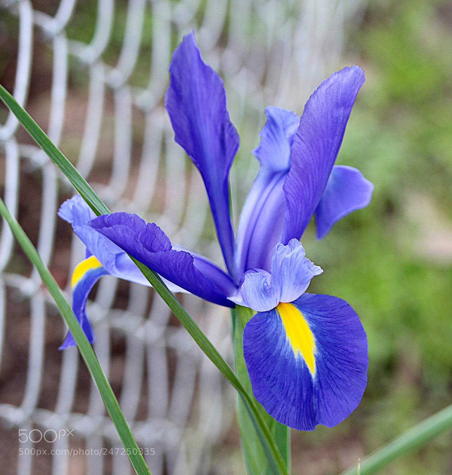 Canon EOS 650D (EOS Rebel T4i / EOS Kiss X6i) sample photo. Iris blue 5 photography