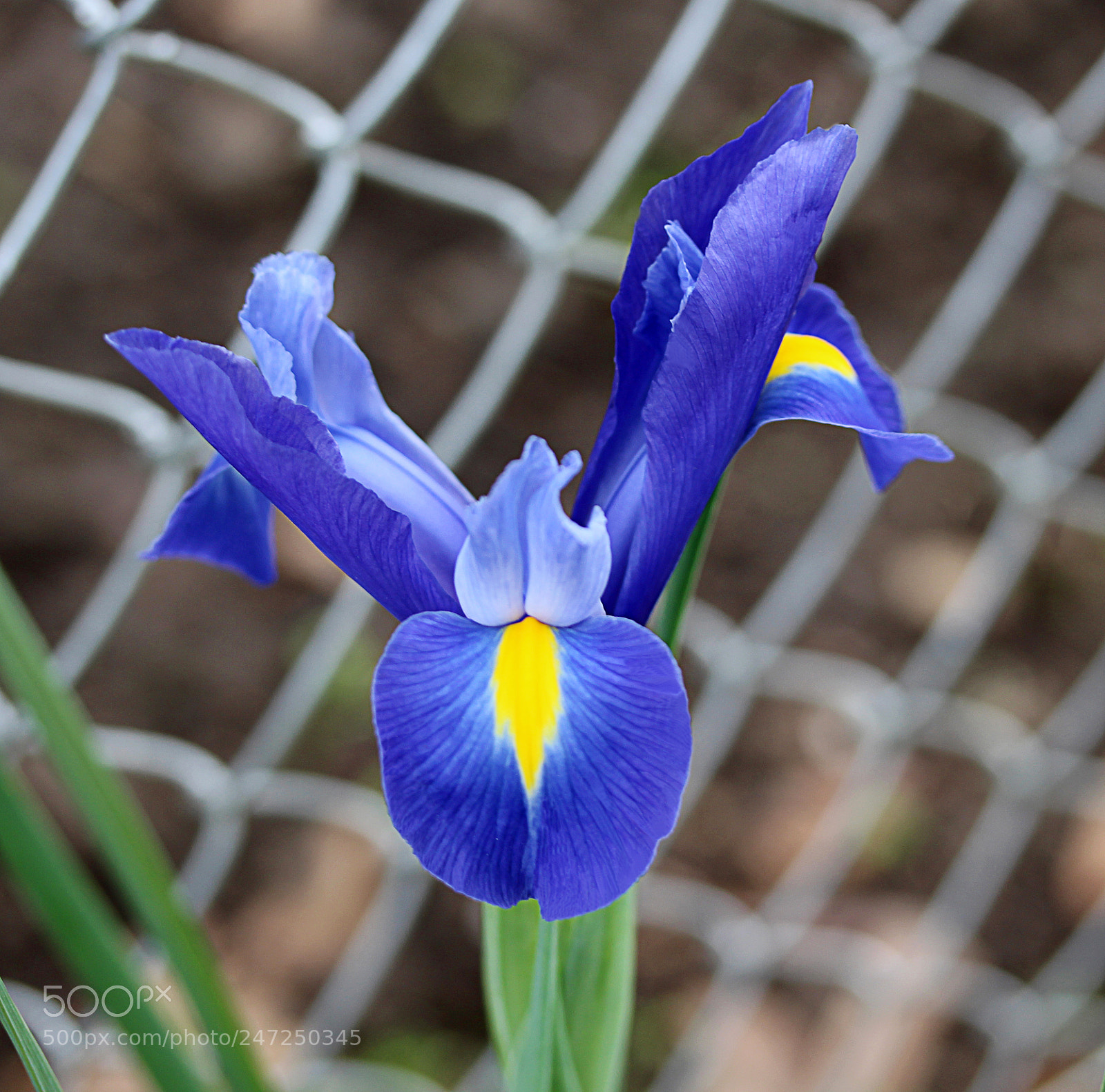 Canon EOS 650D (EOS Rebel T4i / EOS Kiss X6i) sample photo. Iris blue 6 photography