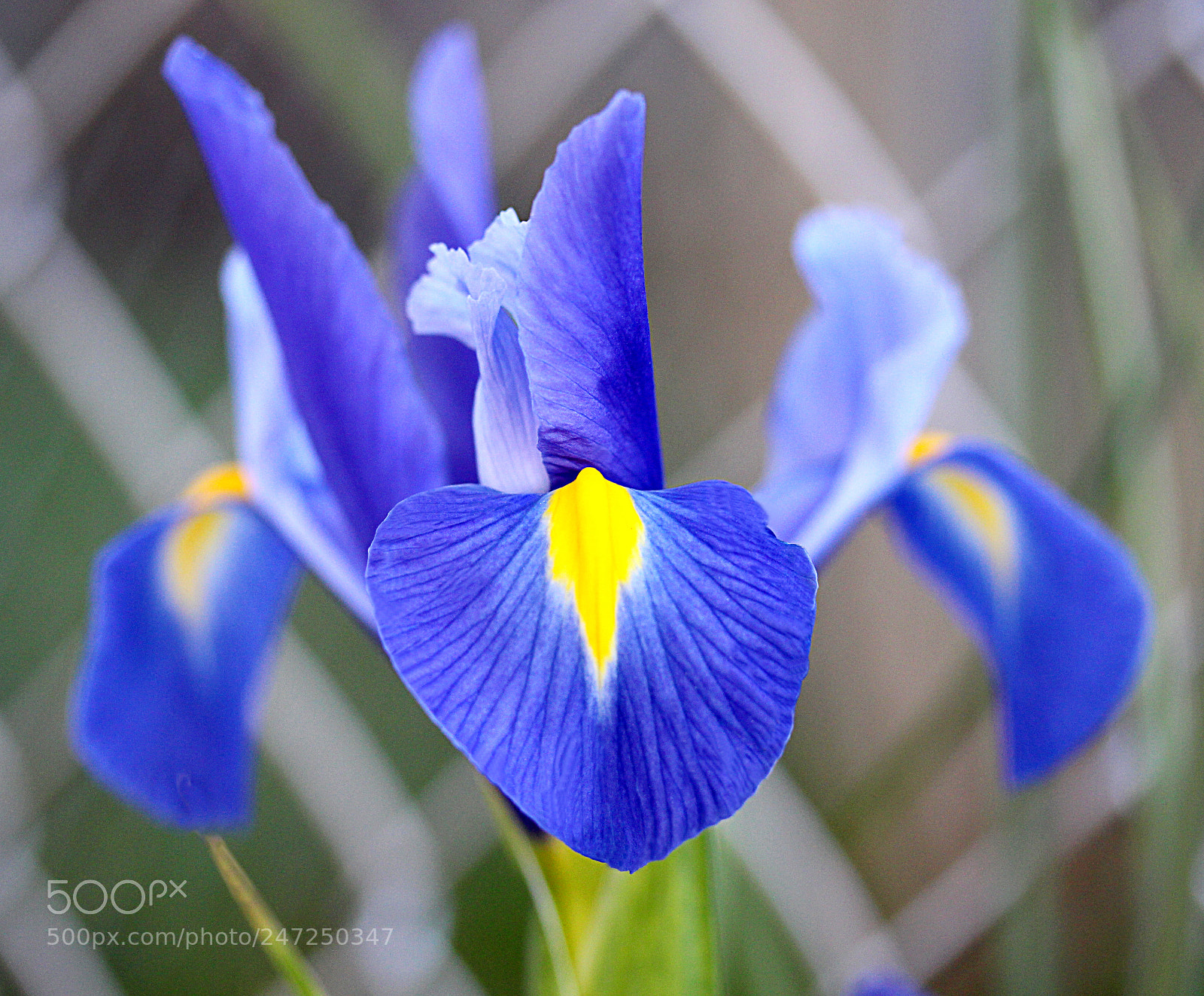 Canon EOS 650D (EOS Rebel T4i / EOS Kiss X6i) sample photo. Iris blue 7 photography