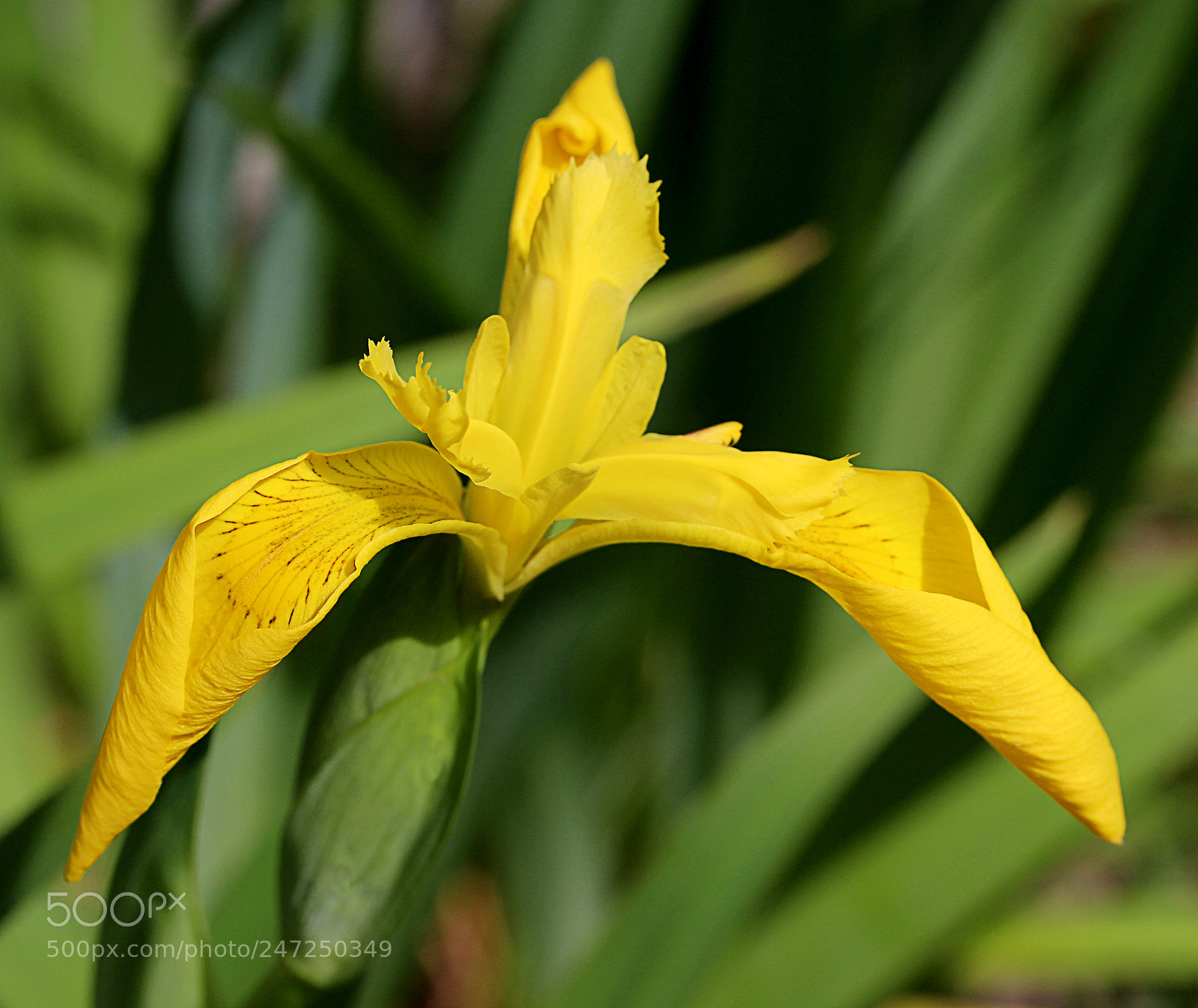 Canon EOS 650D (EOS Rebel T4i / EOS Kiss X6i) sample photo. Iris yellow 8 photography
