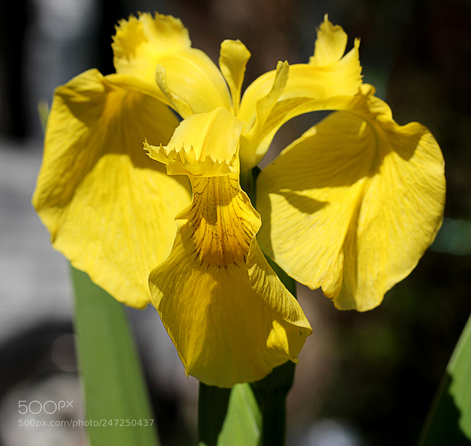 Canon EOS 650D (EOS Rebel T4i / EOS Kiss X6i) sample photo. Iris yellow 9 photography