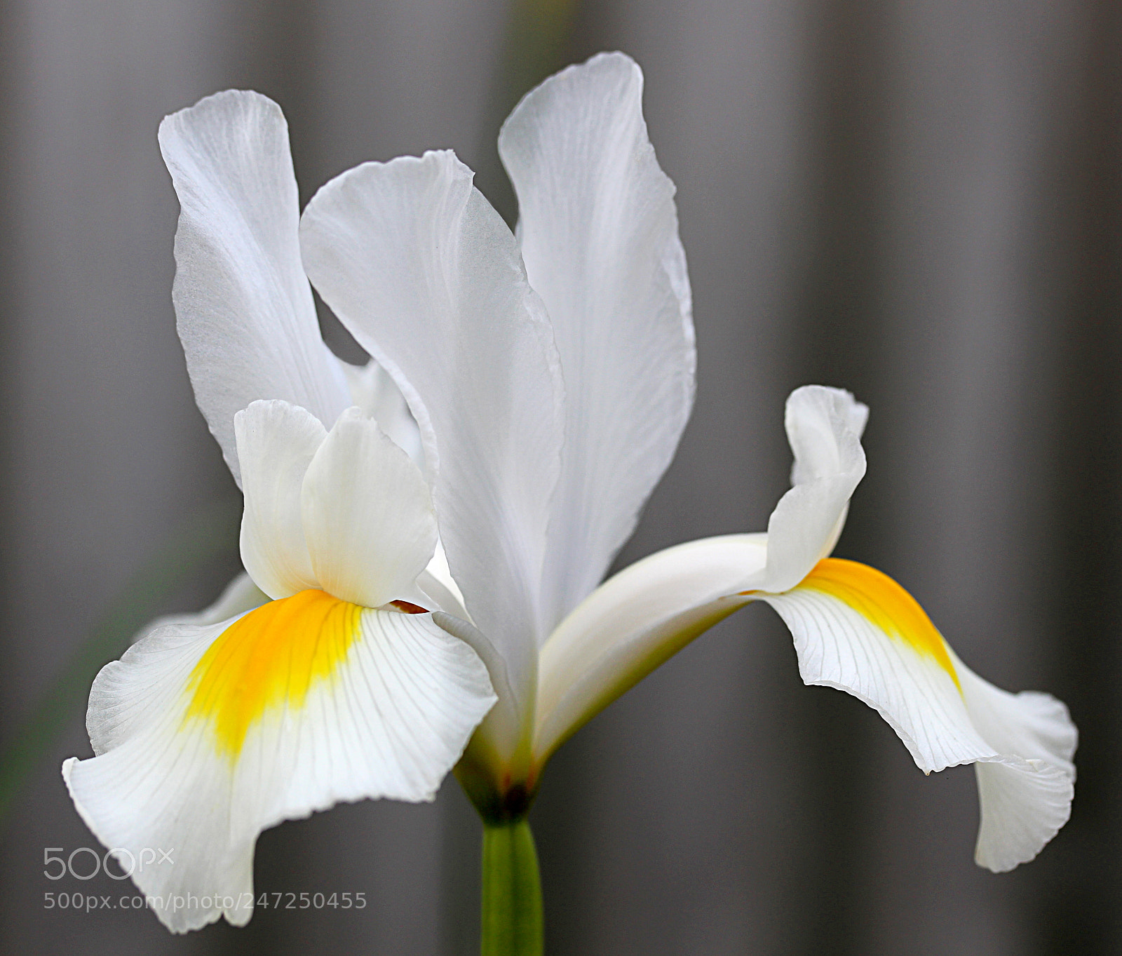 Canon EOS 650D (EOS Rebel T4i / EOS Kiss X6i) sample photo. Iris white 11 photography