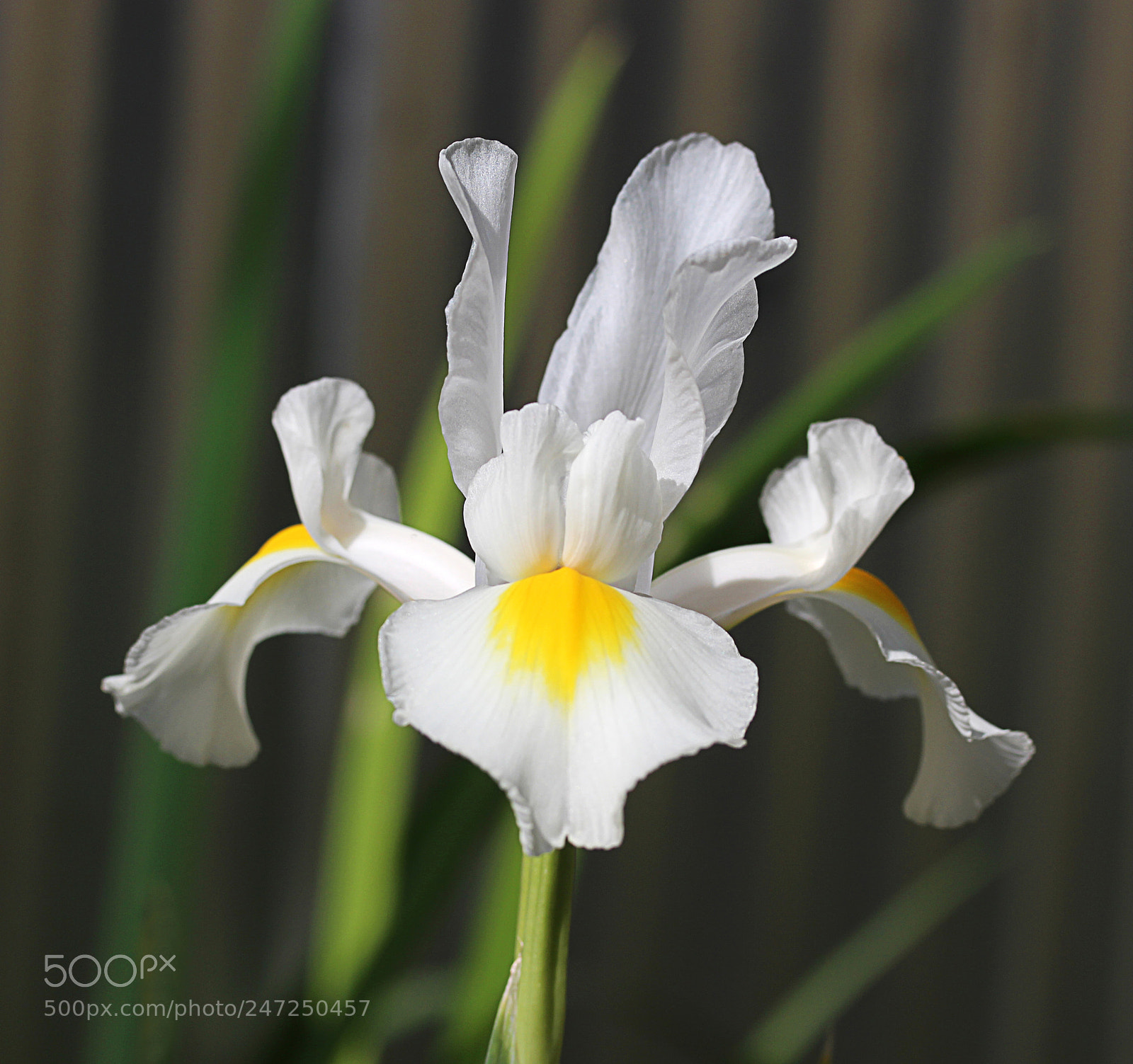 Canon EOS 650D (EOS Rebel T4i / EOS Kiss X6i) sample photo. Iris white 12 photography