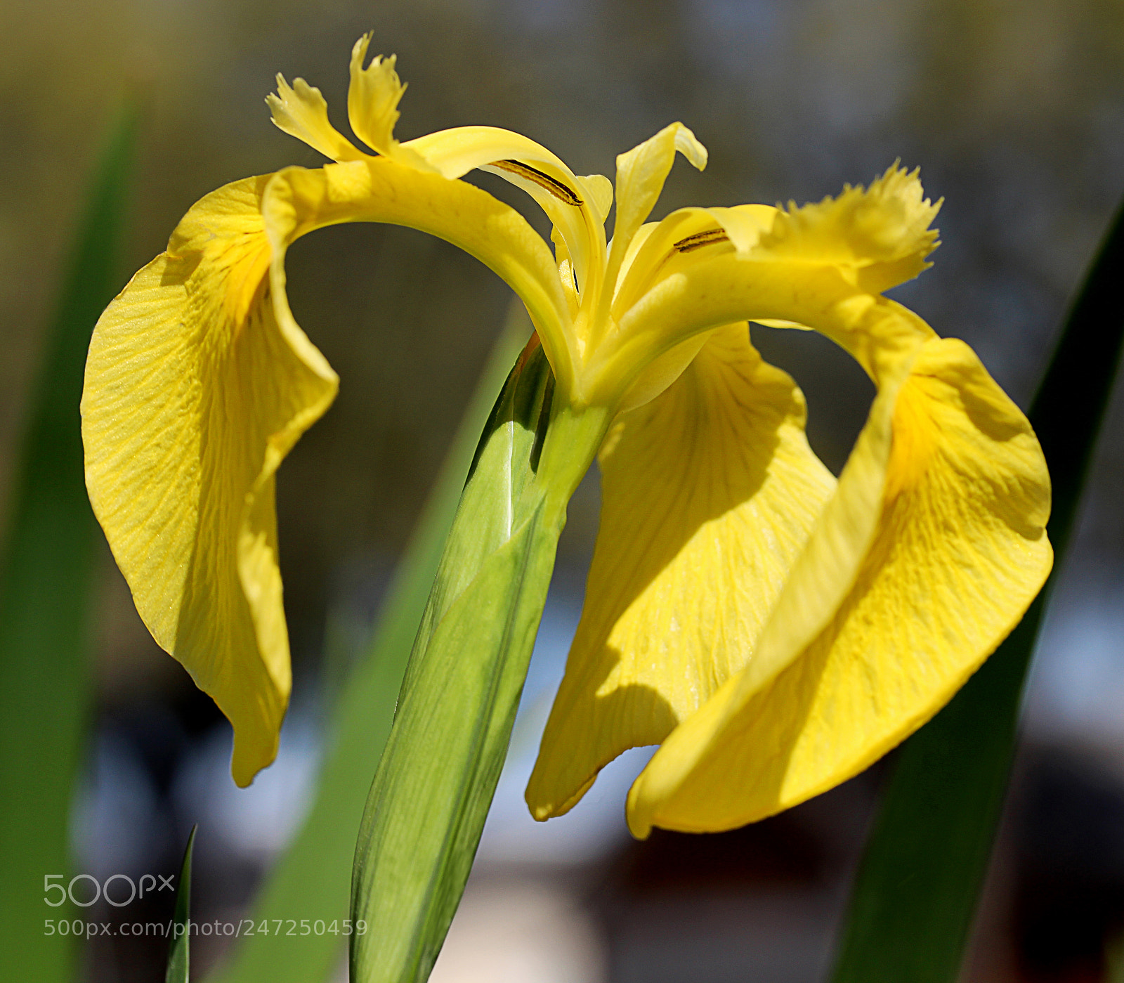 Canon EOS 650D (EOS Rebel T4i / EOS Kiss X6i) sample photo. Iris yellow 10 photography