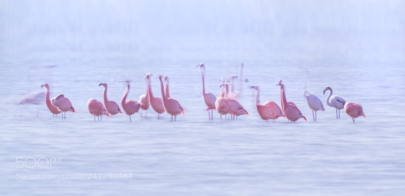 Canon EOS 80D sample photo. Flamingo photography
