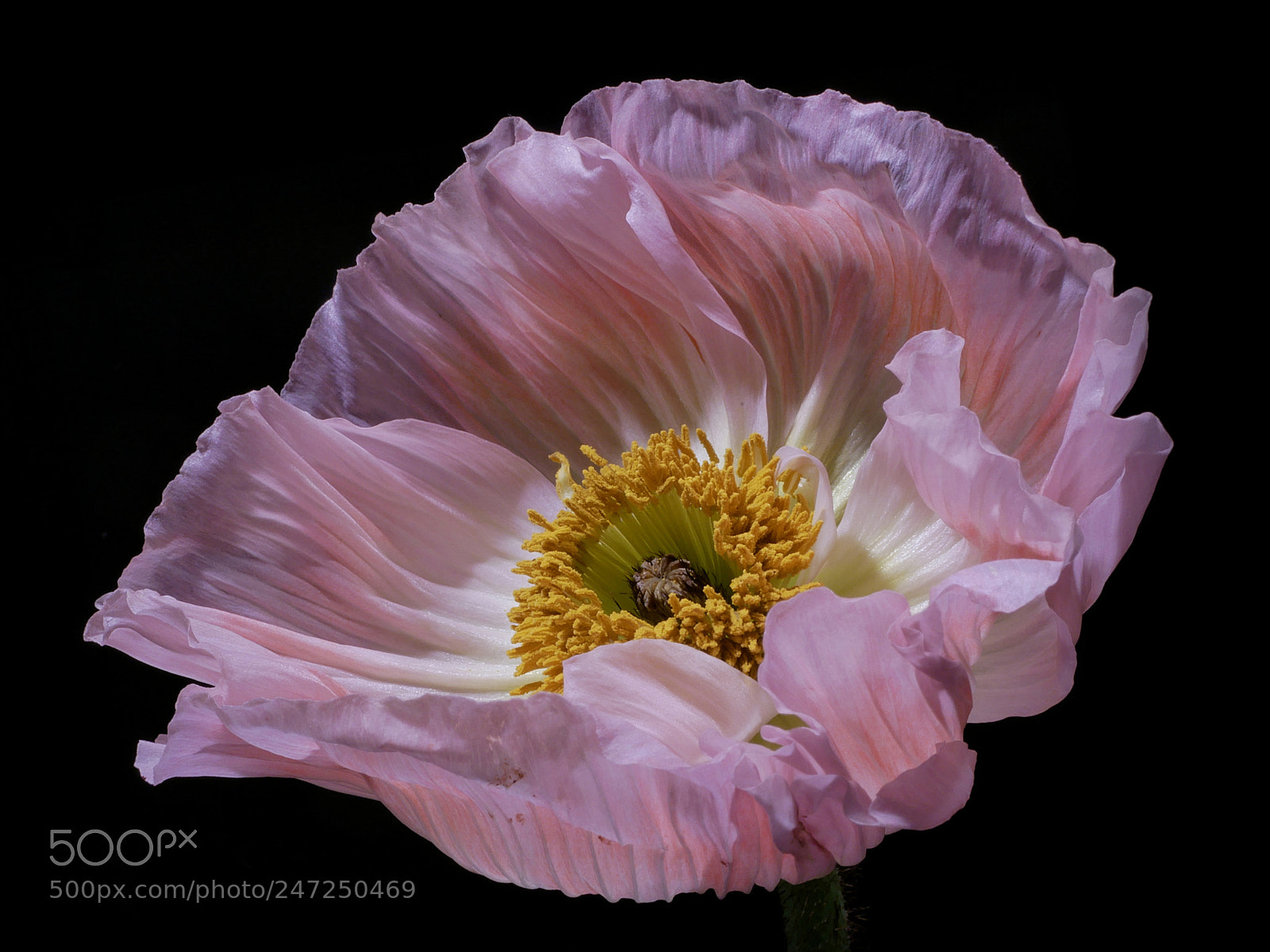 Panasonic DMC-G81 sample photo. Poppy's waltz ... photography