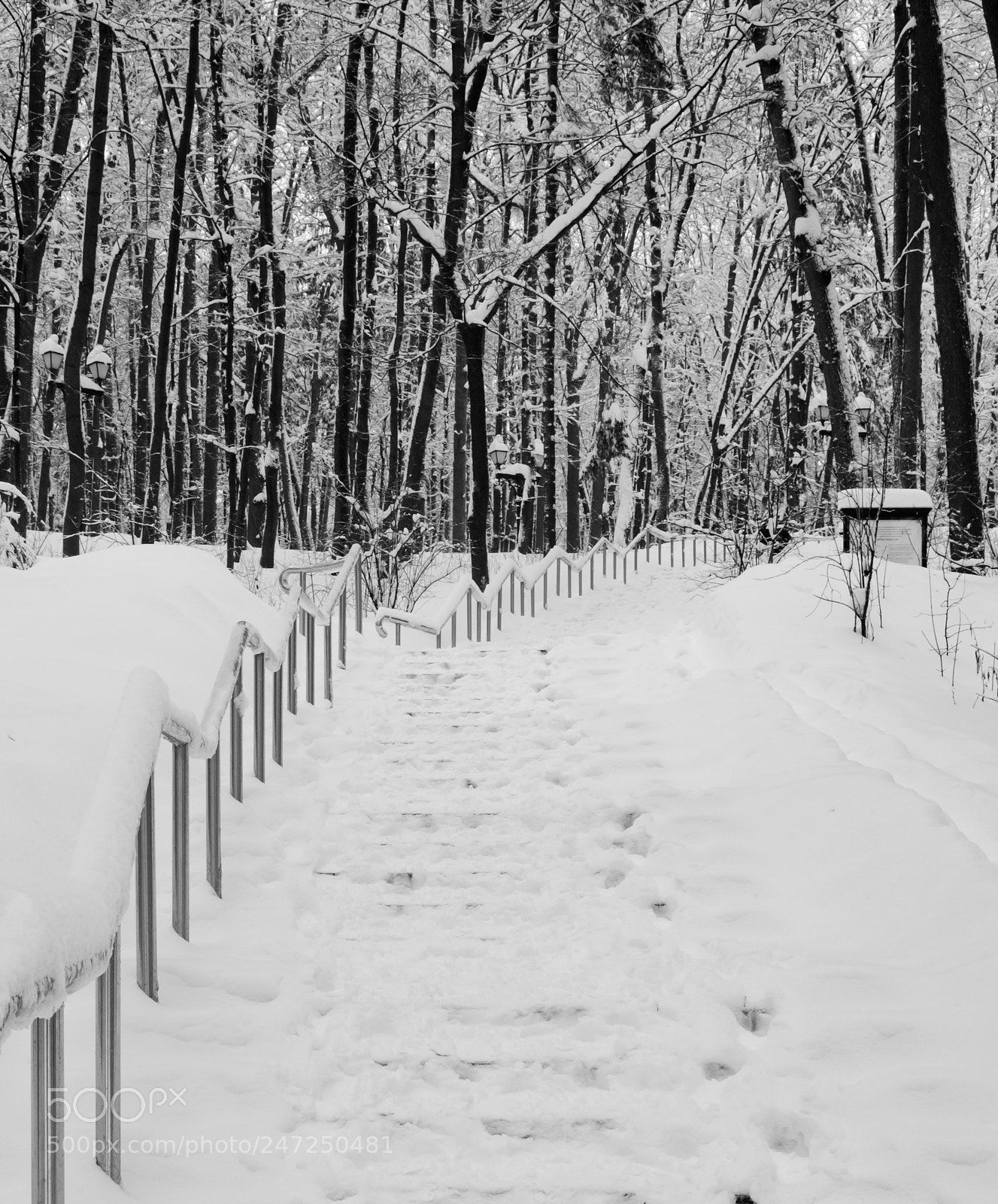 Nikon D5100 sample photo. Up to the woods photography