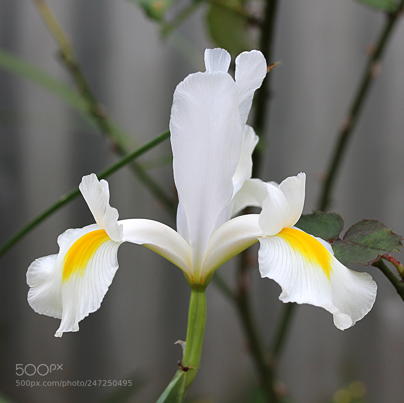 Canon EOS 650D (EOS Rebel T4i / EOS Kiss X6i) sample photo. Iris white 14 photography