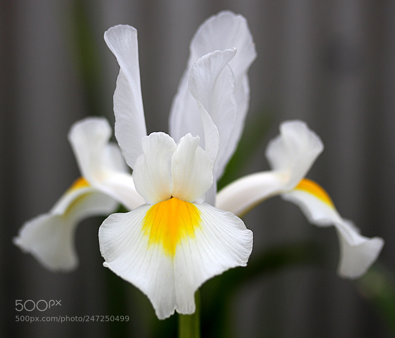 Canon EOS 650D (EOS Rebel T4i / EOS Kiss X6i) sample photo. Iris white 15 photography