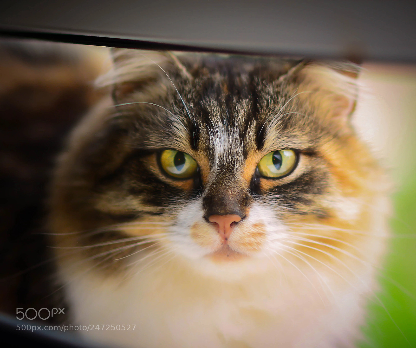 Nikon D7100 sample photo. Lucy sitting outside the photography