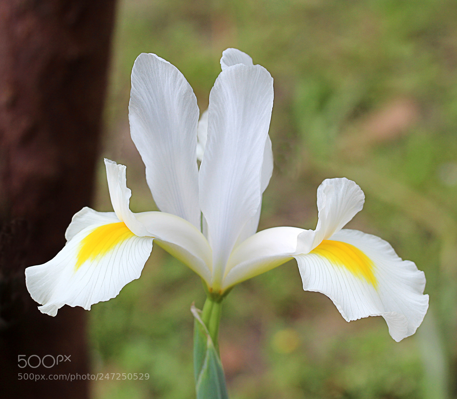 Canon EOS 650D (EOS Rebel T4i / EOS Kiss X6i) sample photo. Iris white 16 photography