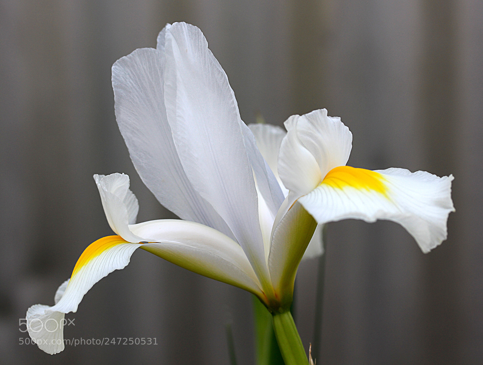 Canon EOS 650D (EOS Rebel T4i / EOS Kiss X6i) sample photo. Iris white 17 photography