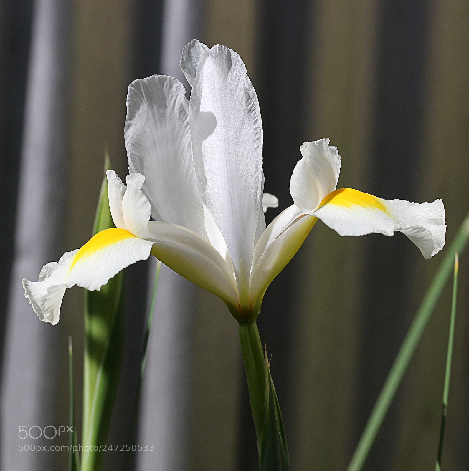 Canon EOS 650D (EOS Rebel T4i / EOS Kiss X6i) sample photo. Iris white 18 photography