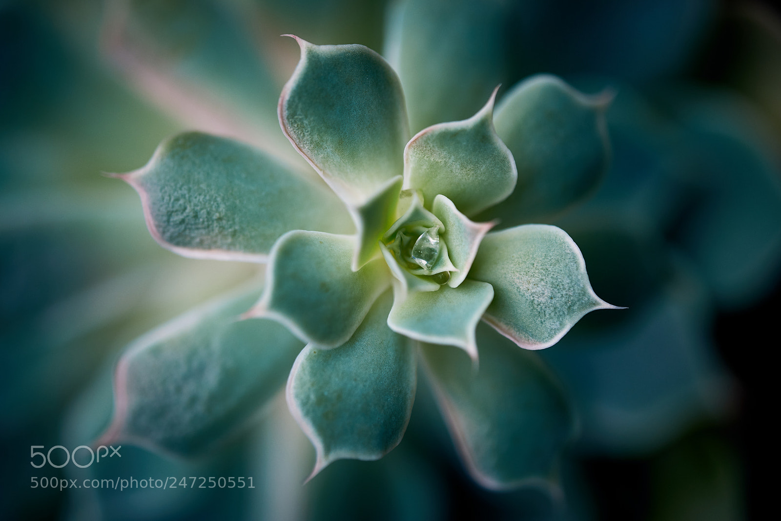 Fujifilm X-T2 sample photo. Water droplet on succulent photography