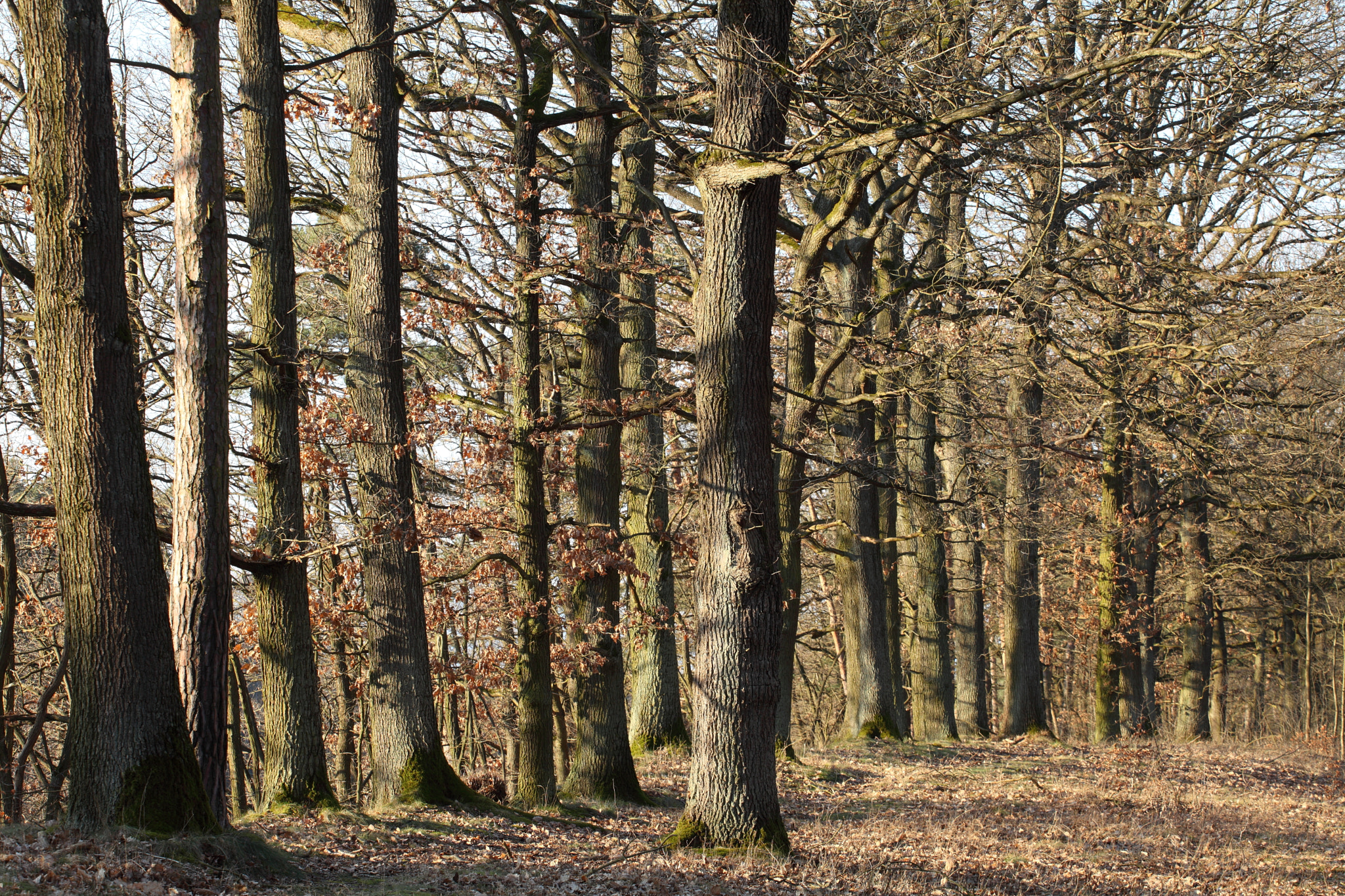 Canon EF 70-200mm F4L USM sample photo. The edge of the forest photography