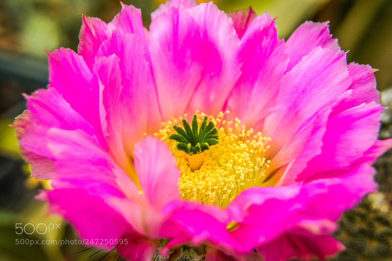 Nikon D5200 sample photo. Flower photography