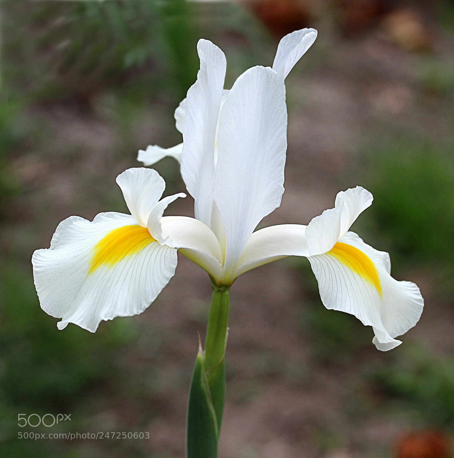 Canon EOS 650D (EOS Rebel T4i / EOS Kiss X6i) sample photo. Iris white 19 photography