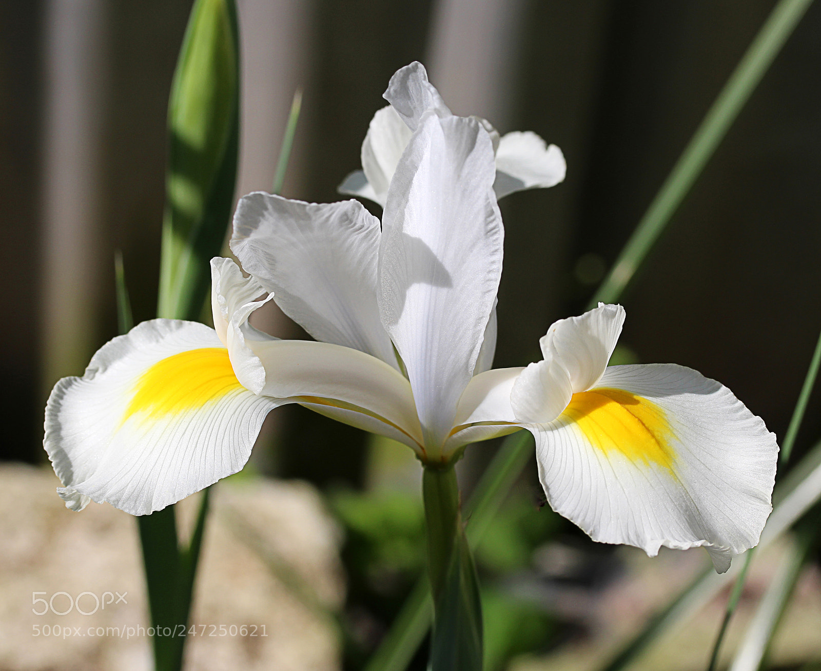 Canon EOS 650D (EOS Rebel T4i / EOS Kiss X6i) sample photo. Iris white 20 photography