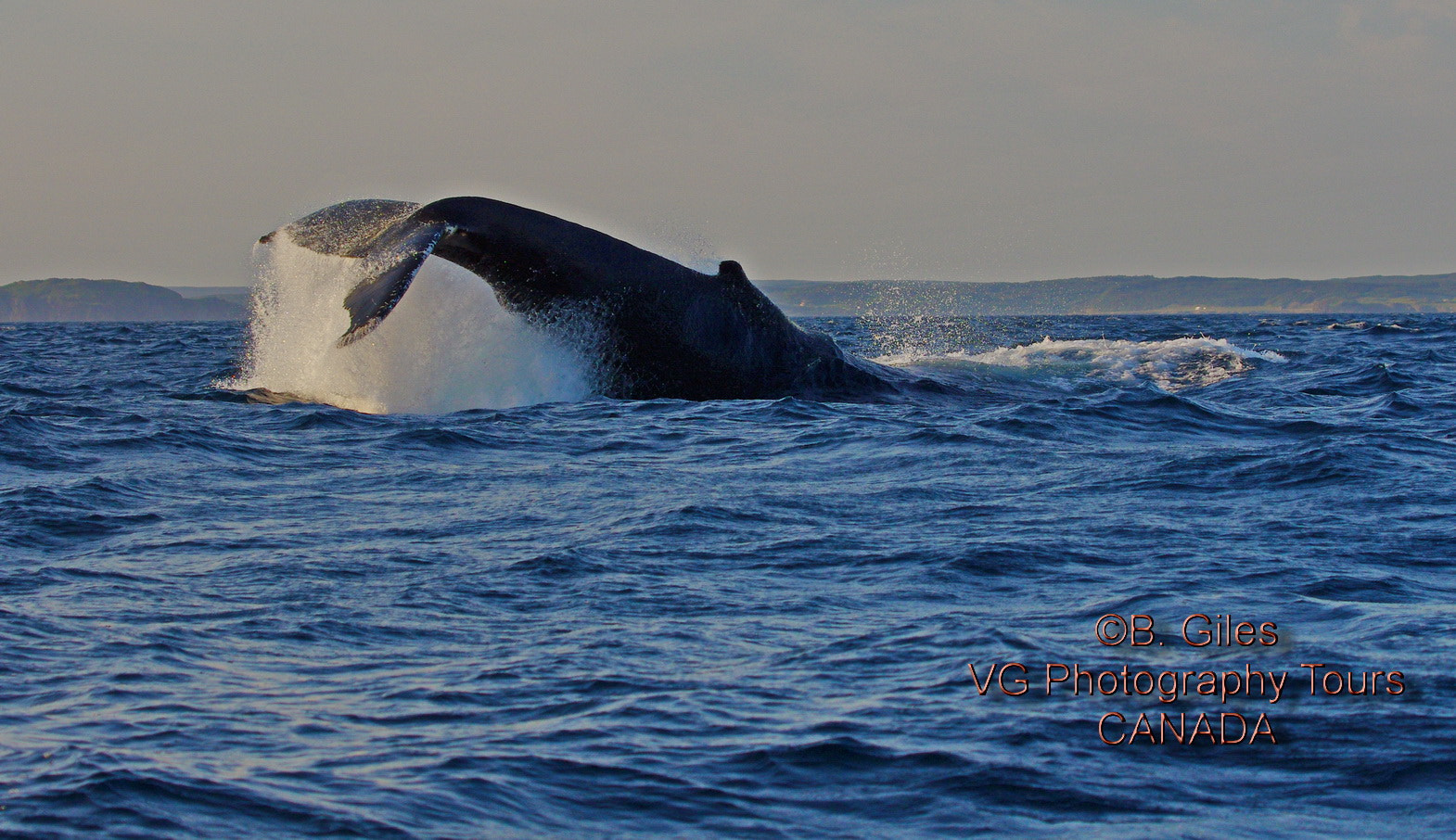 Pentax K-5 IIs + Pentax smc DA* 60-250mm F4.0 ED (IF) SDM sample photo. Tail breach!!! photography