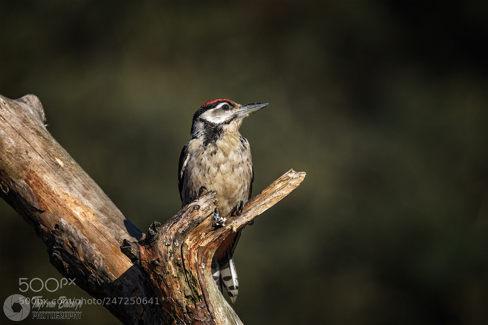 Canon EOS-1D Mark IV sample photo. Great spotted woodpecker photography