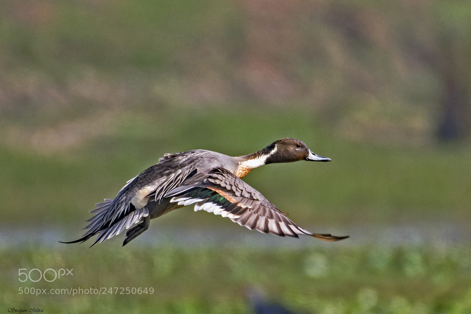 Nikon D500 sample photo. Northern pintail photography