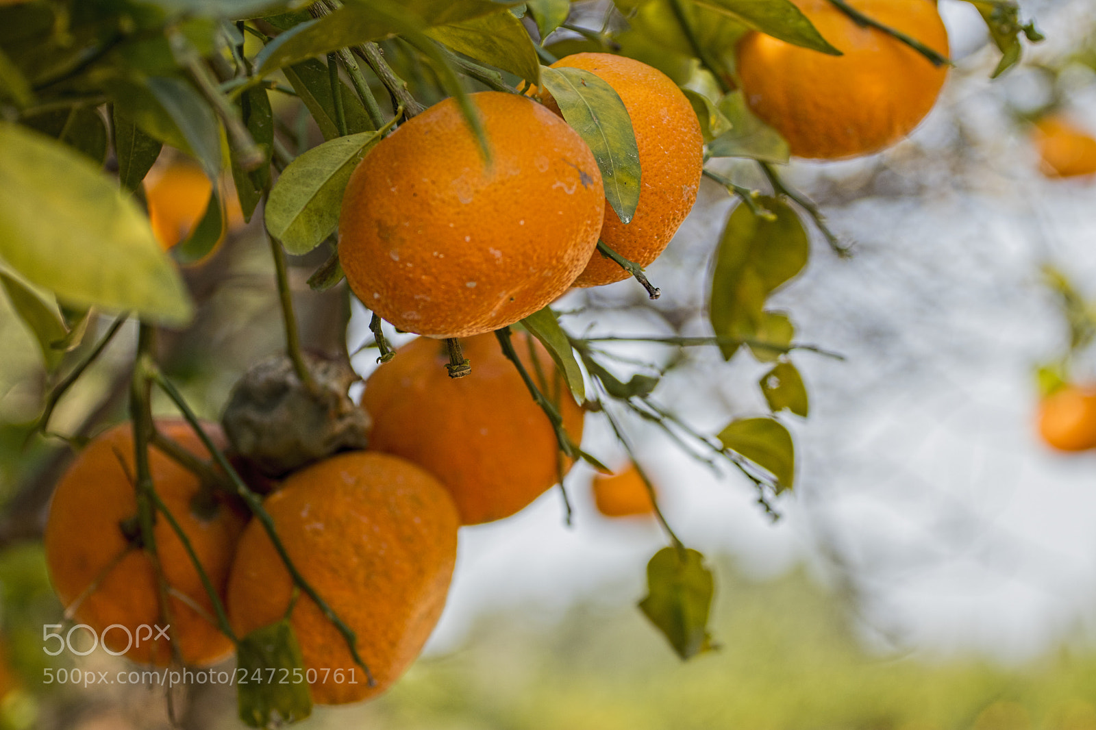 Canon EOS 80D sample photo. Img photography