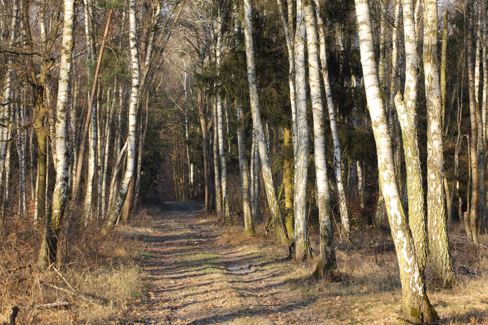 Canon EF 70-200mm F4L USM sample photo. The birch trees photography