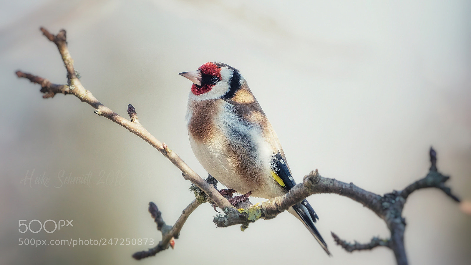 Sony a7 II sample photo. Der stieglitz (carduelis carduelis) photography