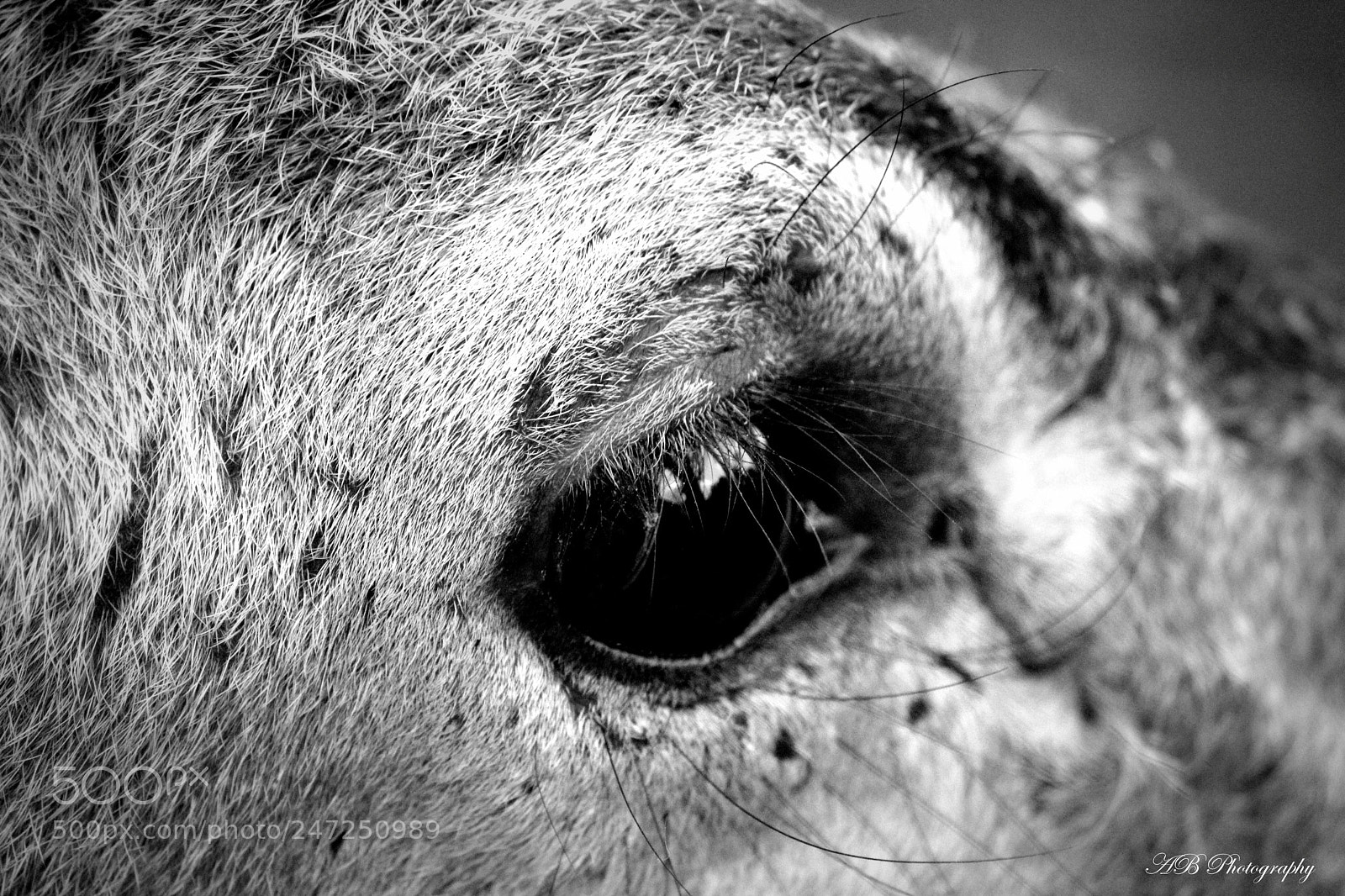 Canon EF-S 55-250mm F4-5.6 IS II sample photo. Dear deer... photography