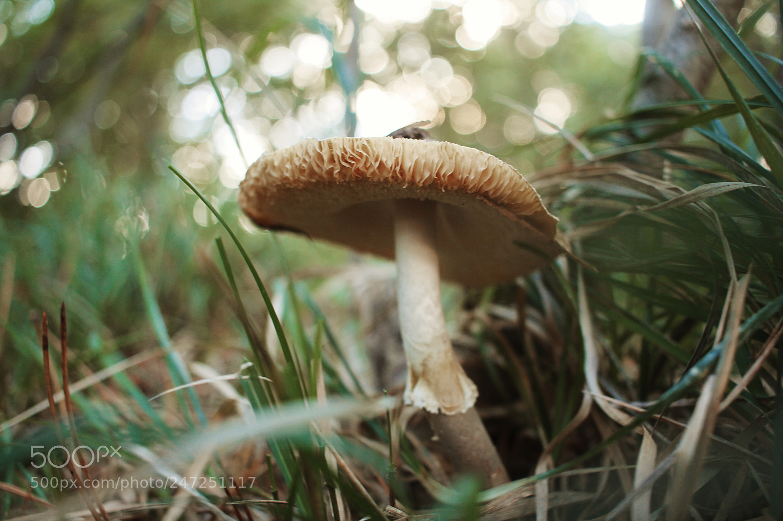 Canon EOS 60D sample photo. Funghi del boschetto photography