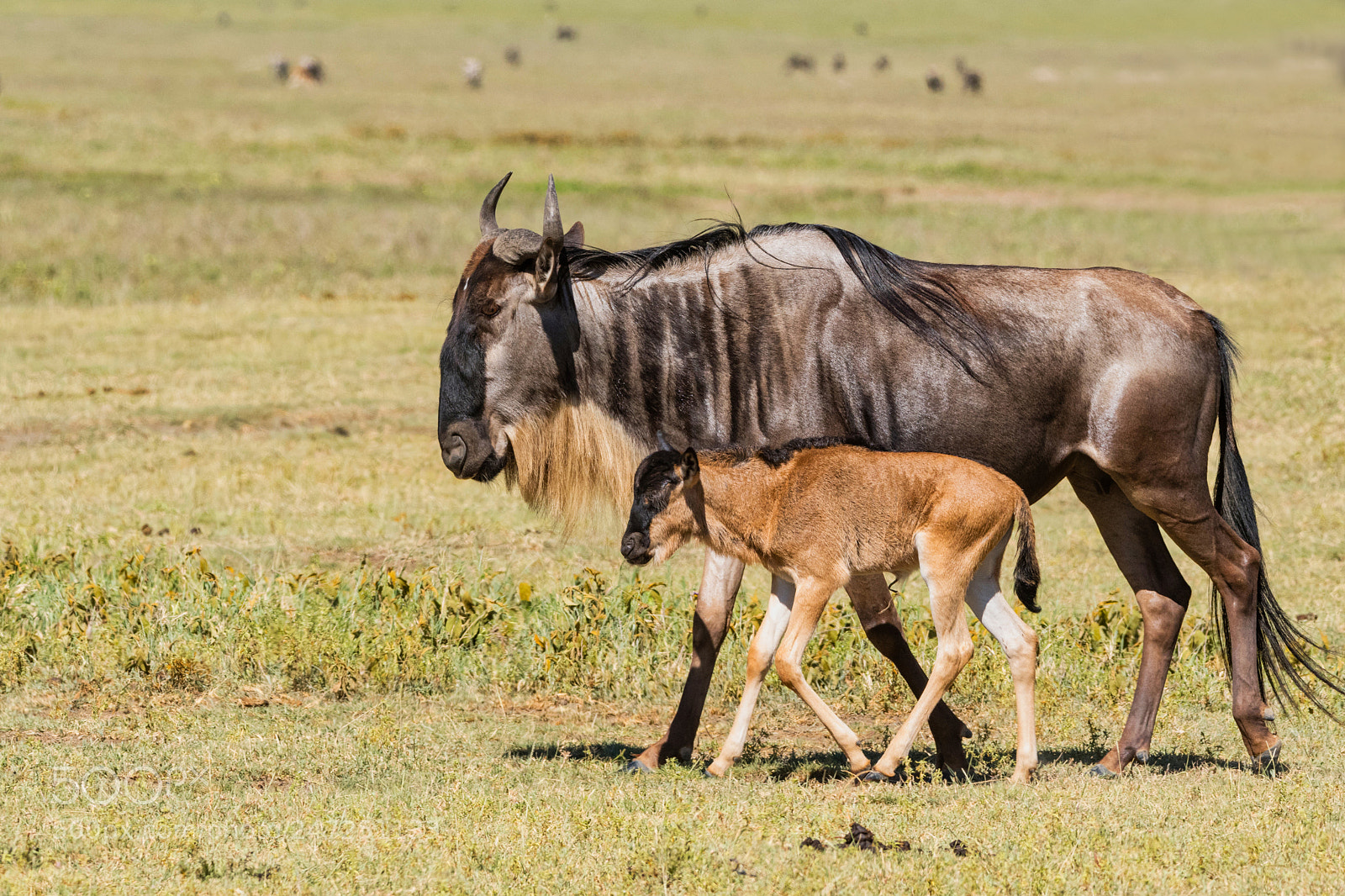 Nikon D500 sample photo. Mother's protection photography