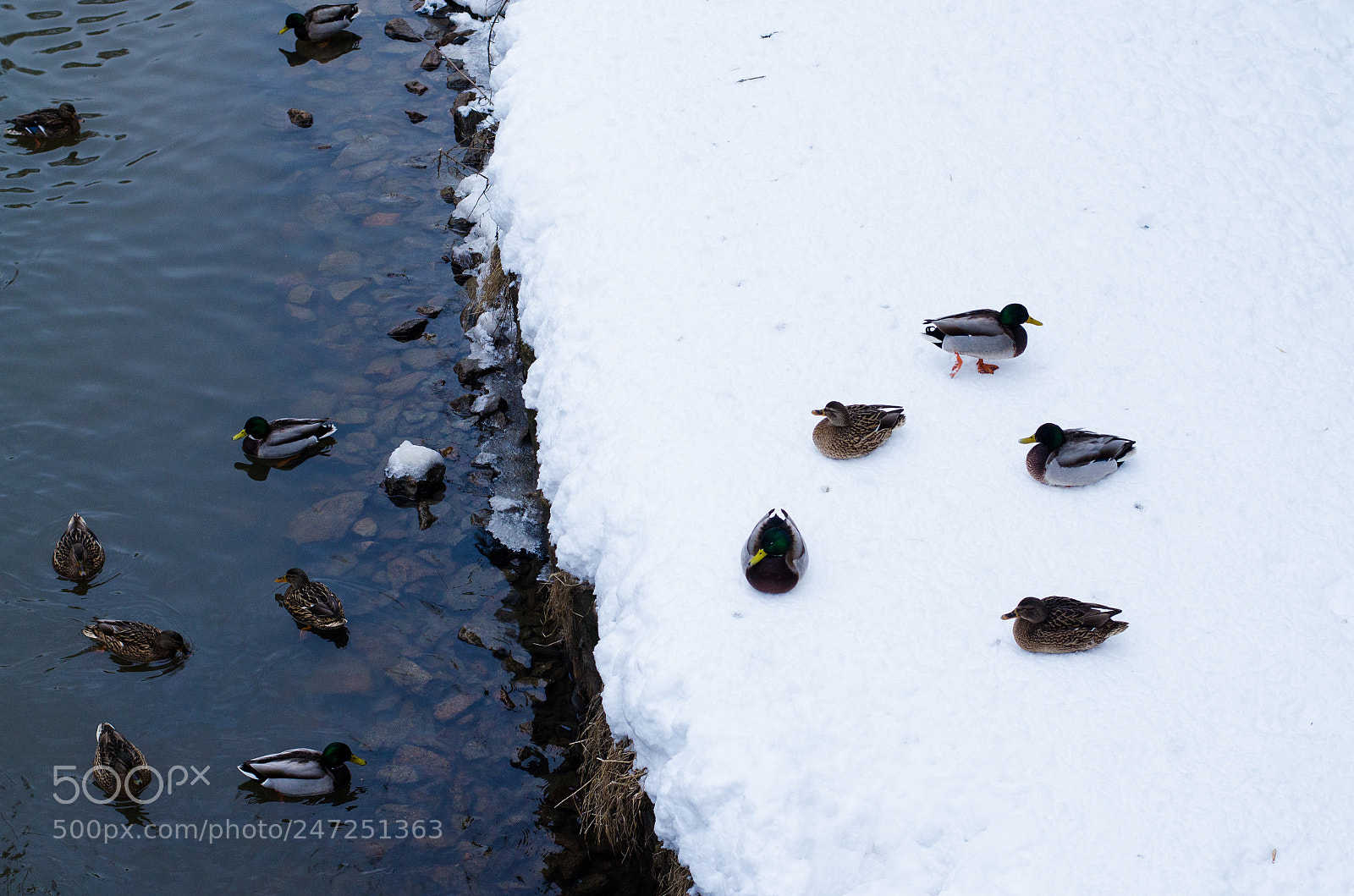 Nikon D5100 sample photo. кряквочки photography