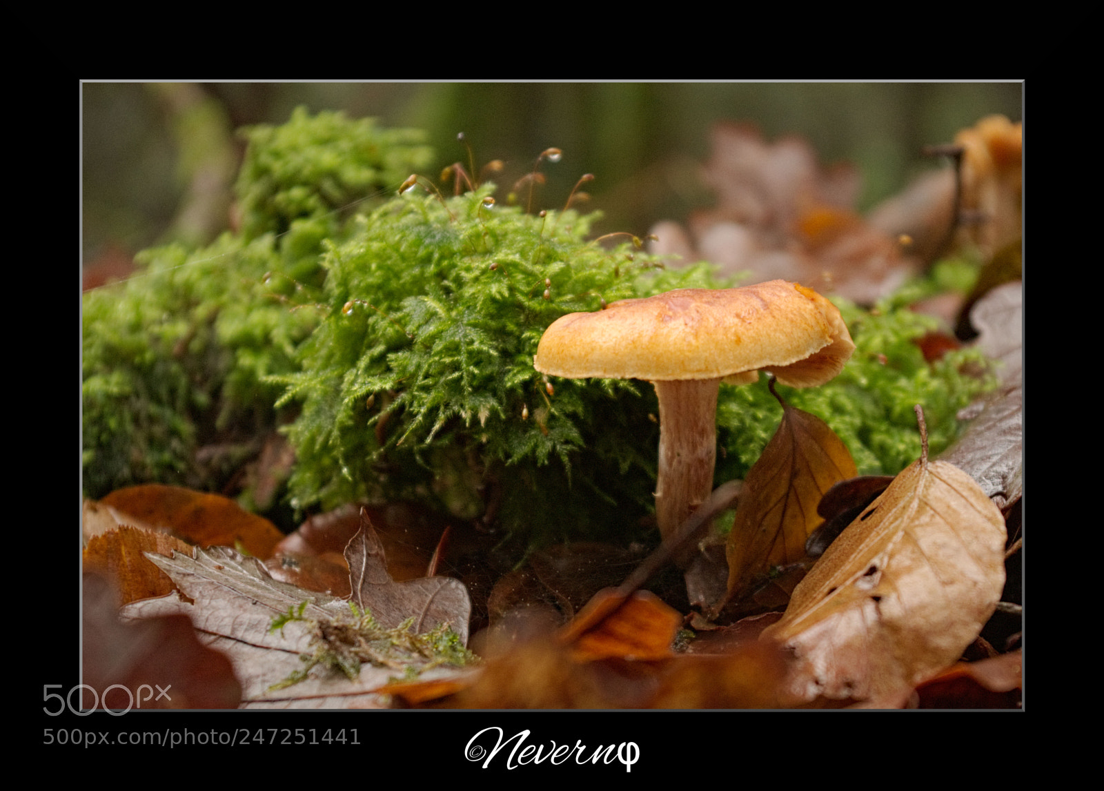 Pentax K-S2 sample photo. Mushroom 5 photography