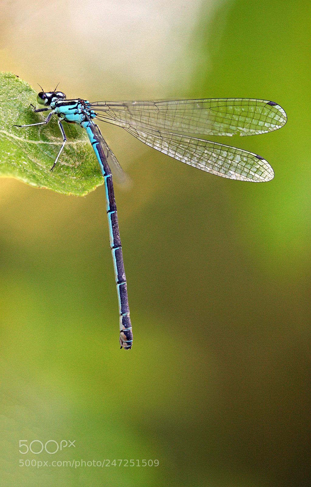 Canon EOS 40D sample photo. Damselfly photography