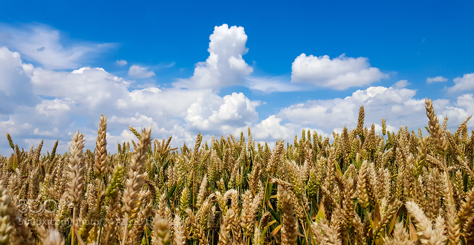 Samsung GALAXY S6 edge sample photo. Wheat field photography