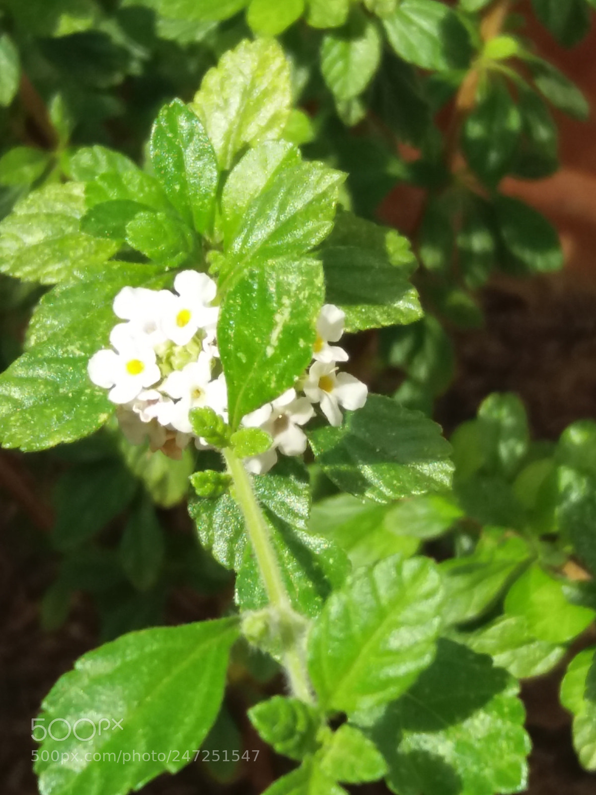 Samsung Galaxy J5(2016) sample photo. Spoce and pizza photography