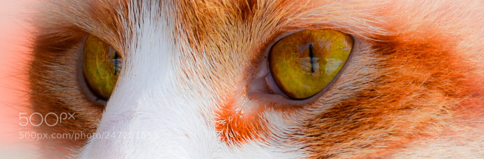 Nikon D5200 sample photo. In the eyes of photography