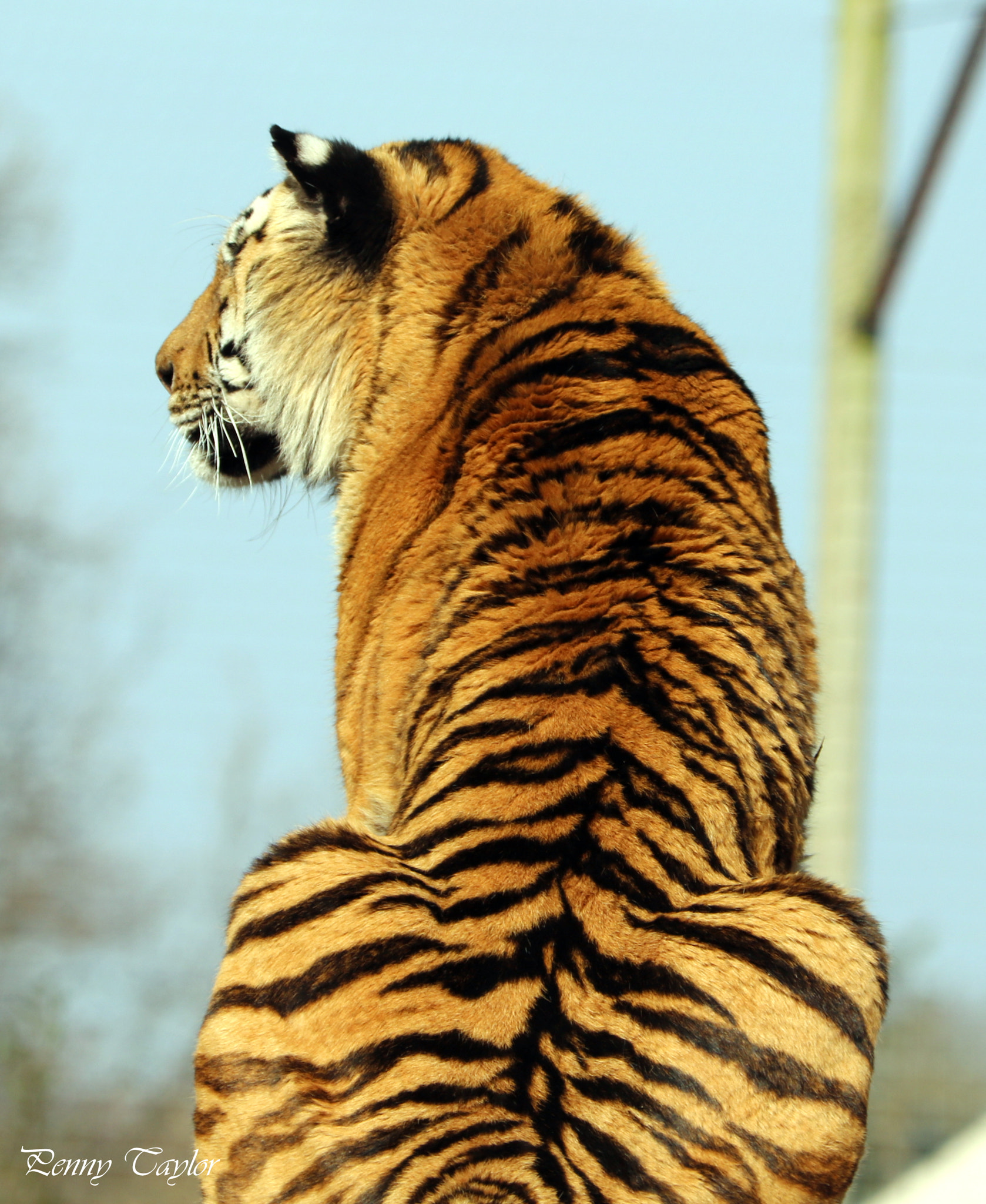 Canon EF 70-300 F4-5.6 IS II USM sample photo. Beautiful photography