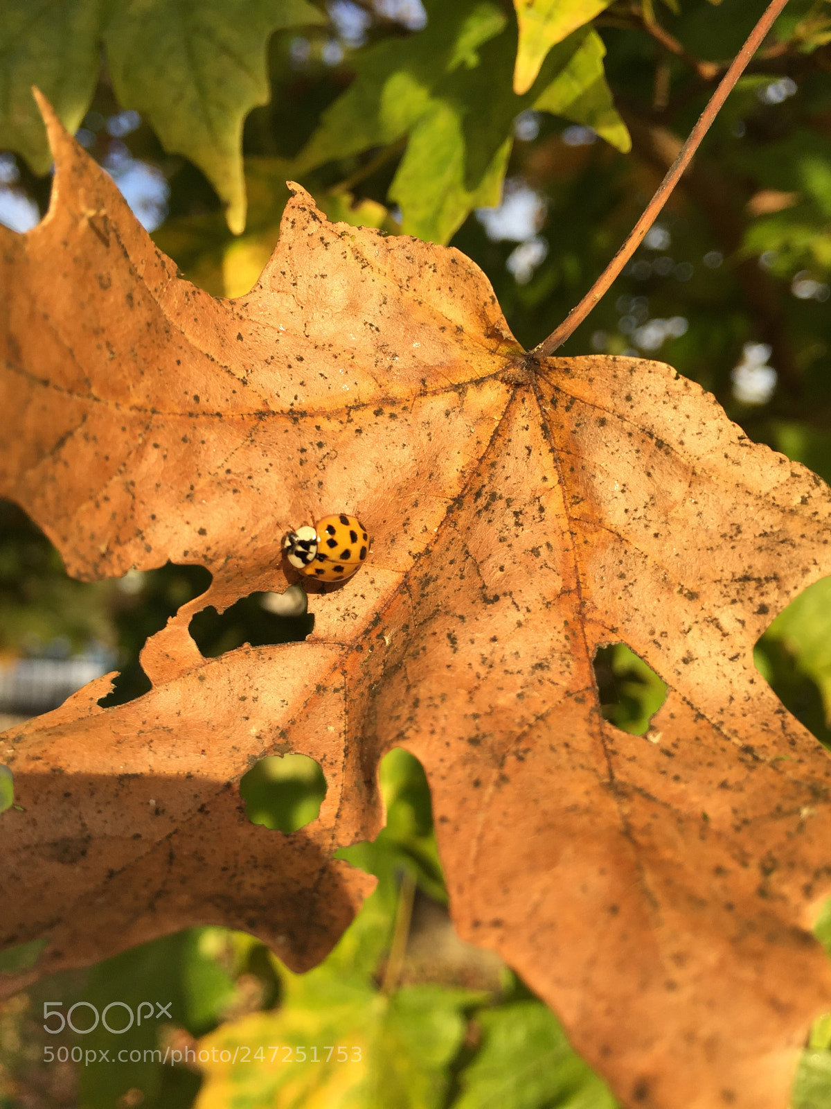 Apple iPhone 6 sample photo. Painted lady, blended beauty. photography