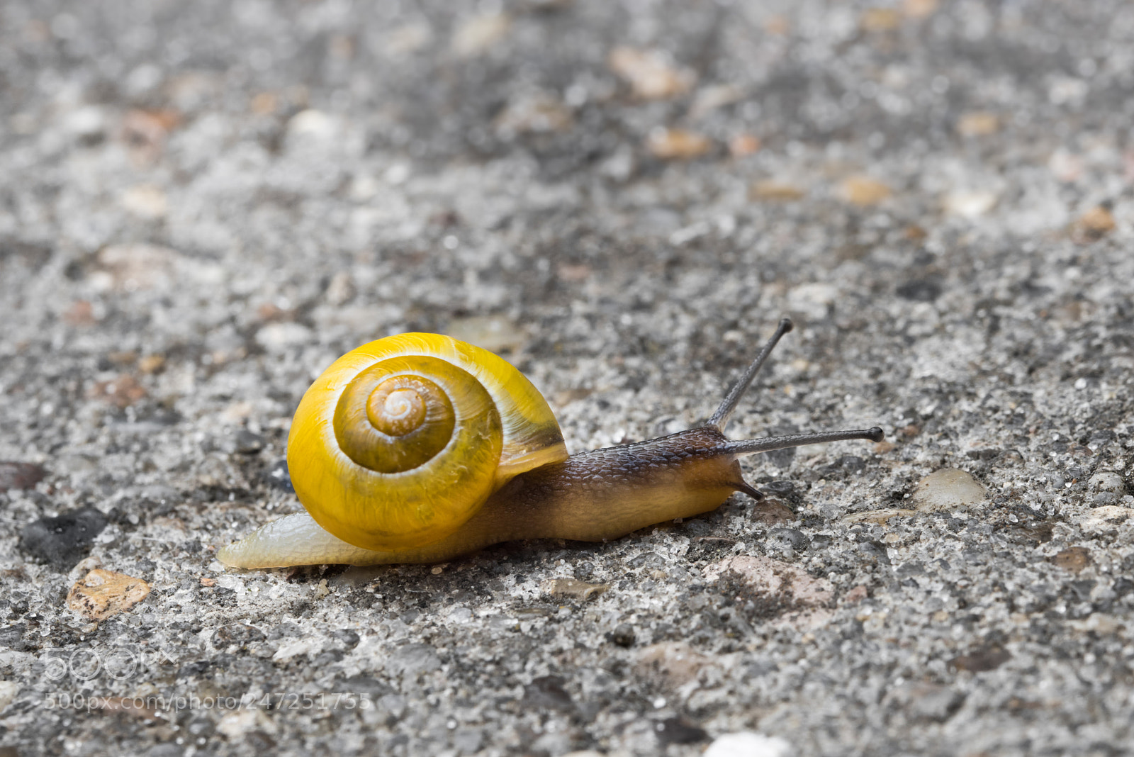 Nikon D810 sample photo. White-lipped snail photography