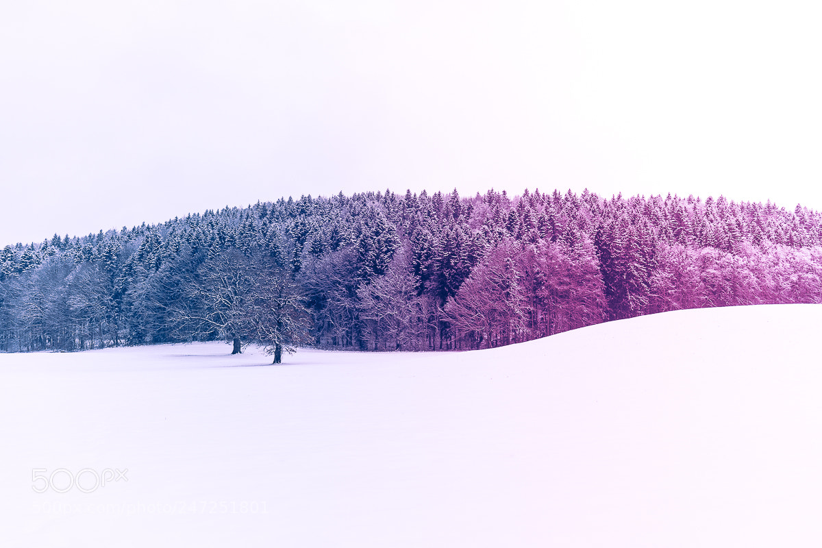 Canon EOS 6D Mark II sample photo. Colored winter landscape photography
