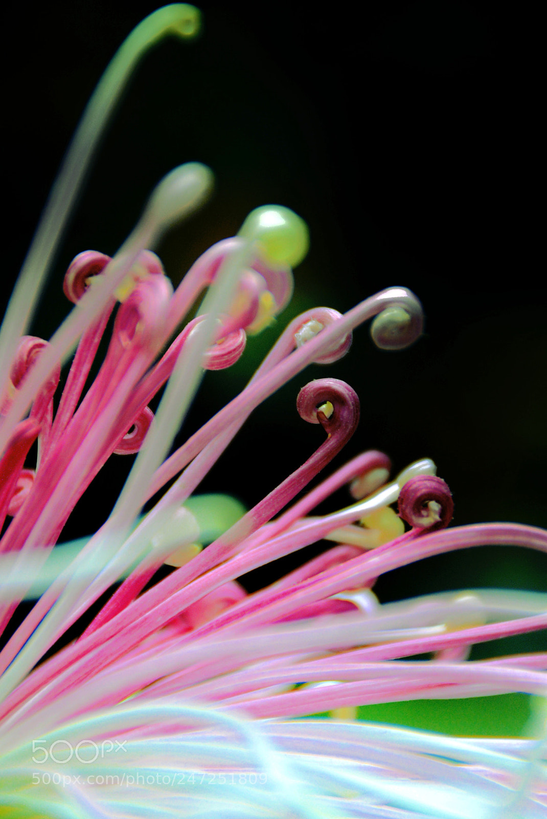 Nikon D610 sample photo. Buchu bunga photography